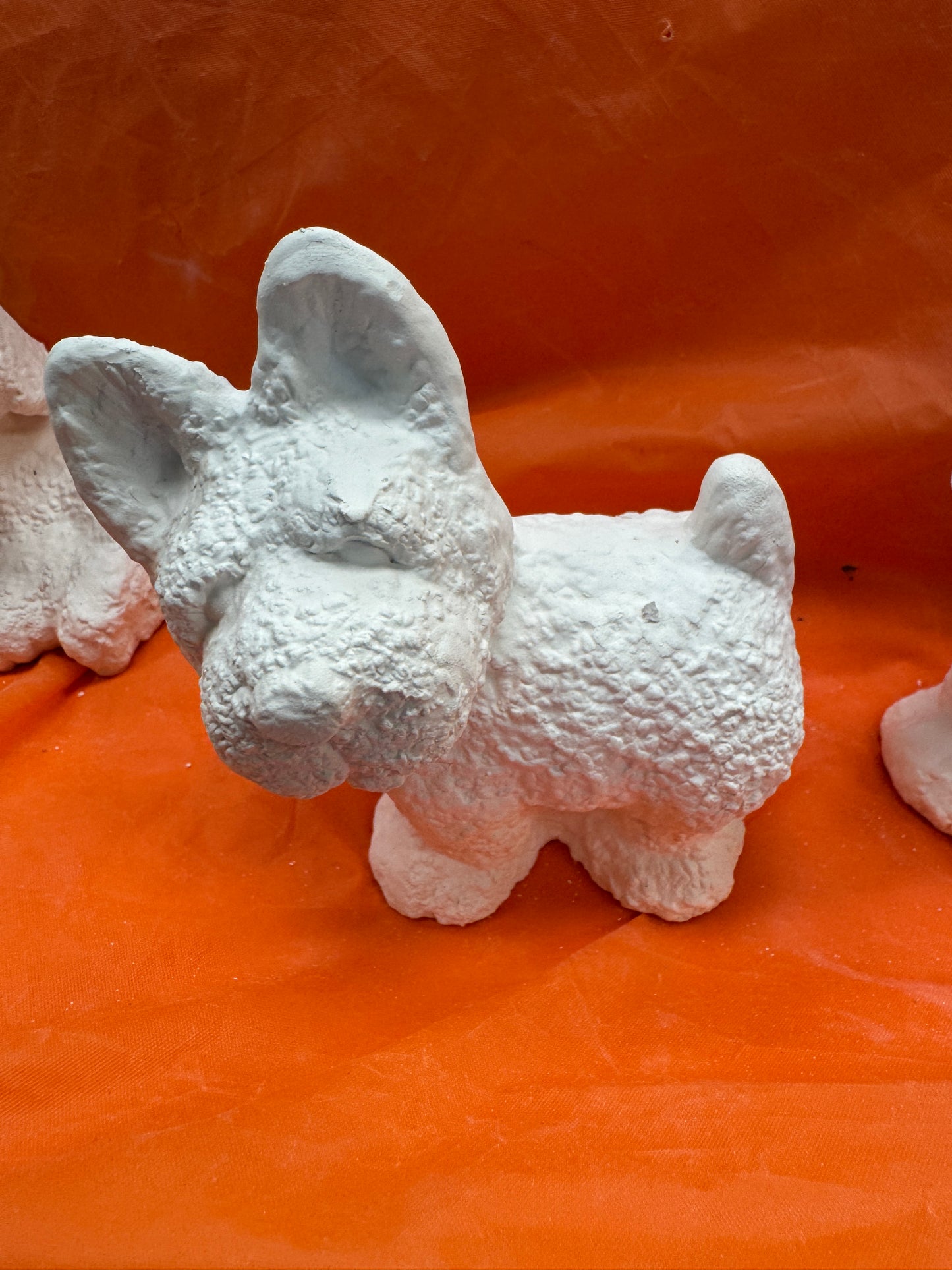 Assorted Small Fluffy Textured Dogs
