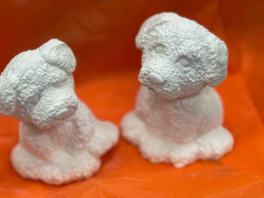 Assorted Small Fluffy Textured Dogs