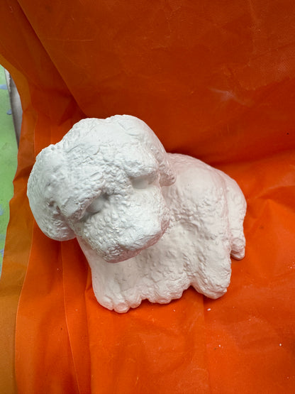 Assorted Small Fluffy Textured Dogs