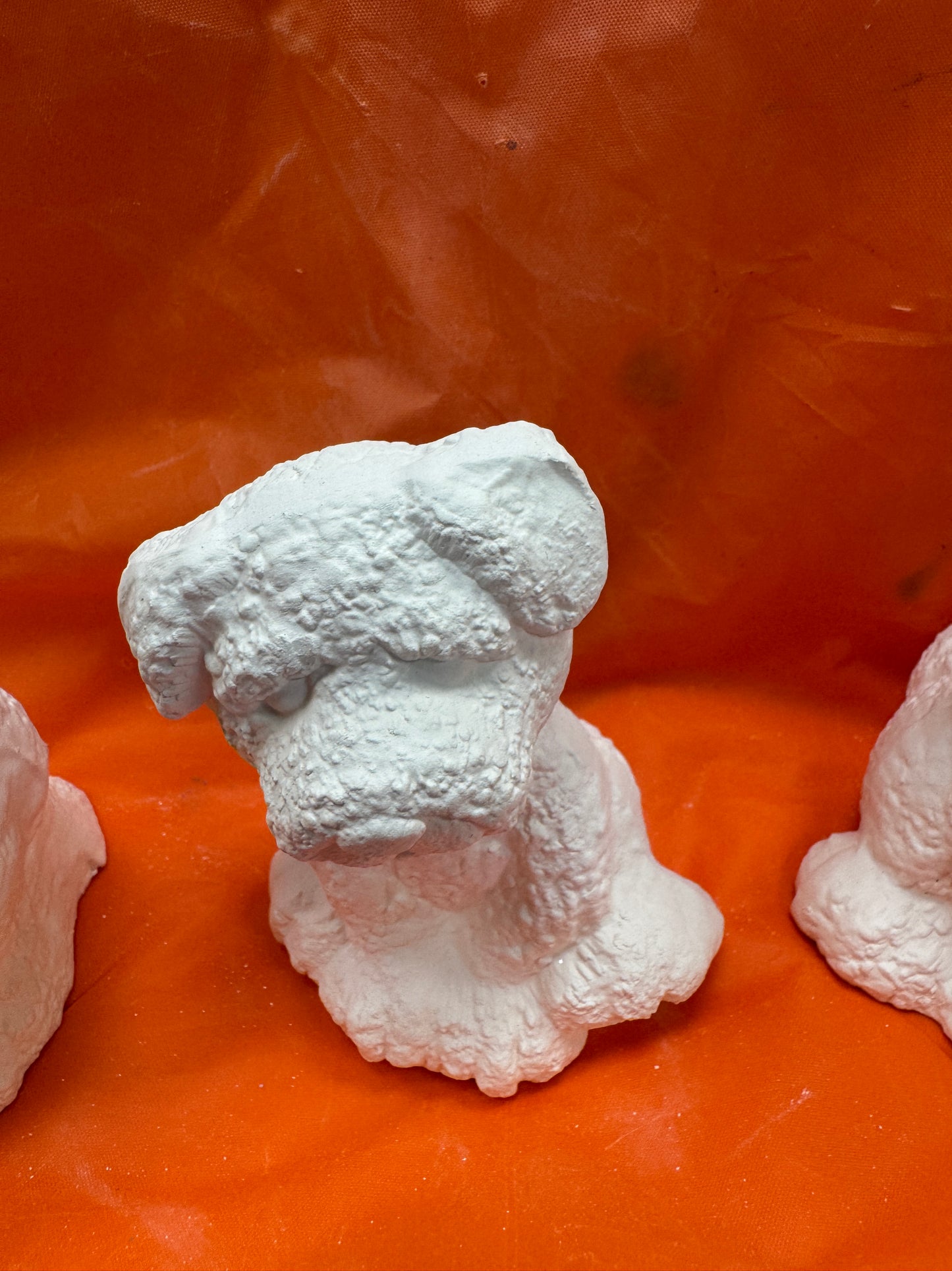Assorted Small Fluffy Textured Dogs