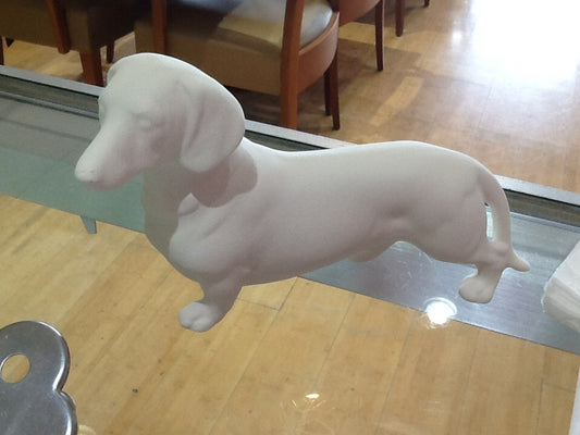 Dachshund dog