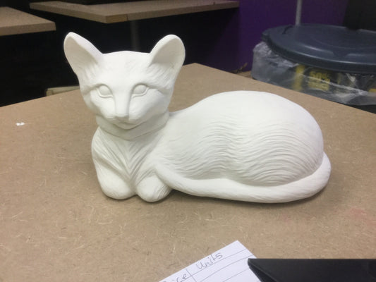 Cat with collar